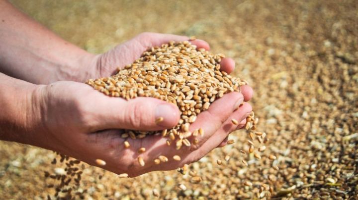 Специалисты «Россельхозцентра» начнут проверять качество семян под урожай 2023 года