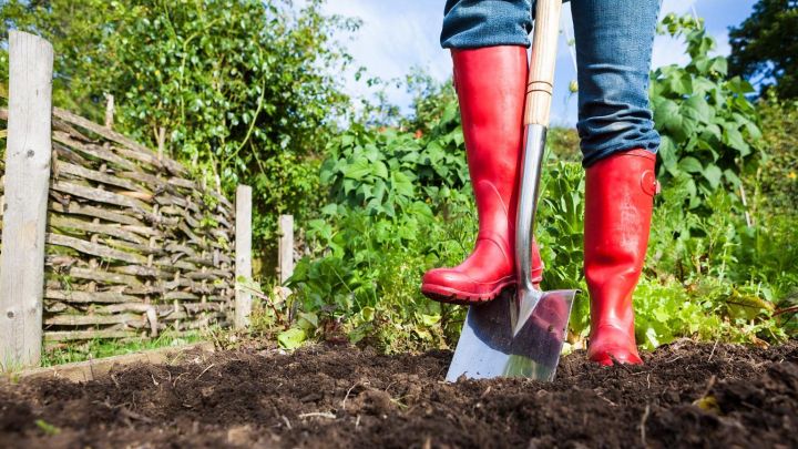 Как правильно перекапывать почву осенью: огородники назвали оптимальную глубину