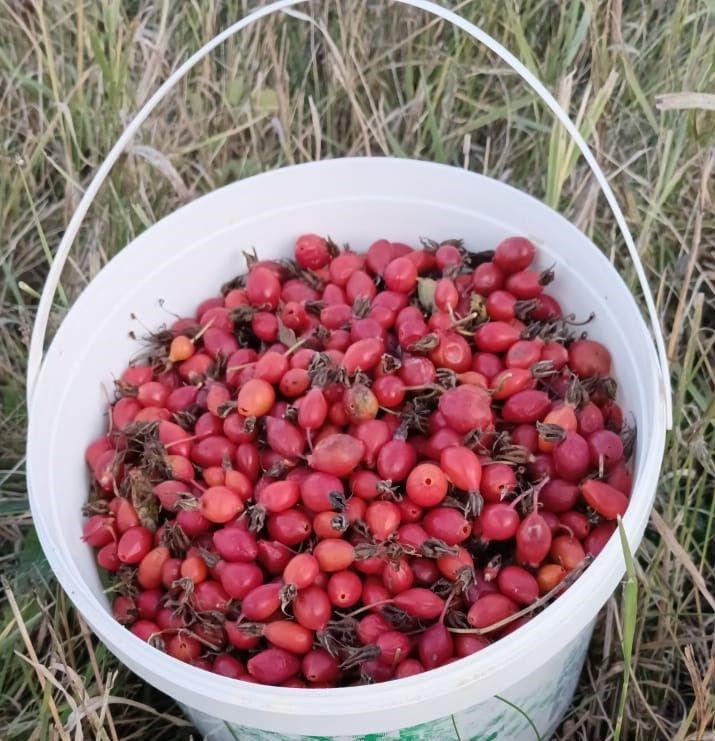 Бавлинцы собирают плоды шиповника