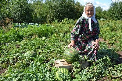 Садоводы-эксперты: в сентябре желательно собрать весь урожай