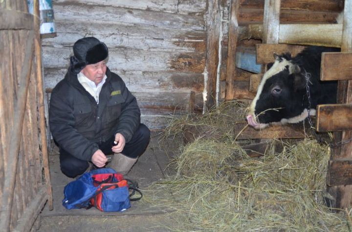 Советы бавлинцам: что делать, если корова отелилась в мороз?