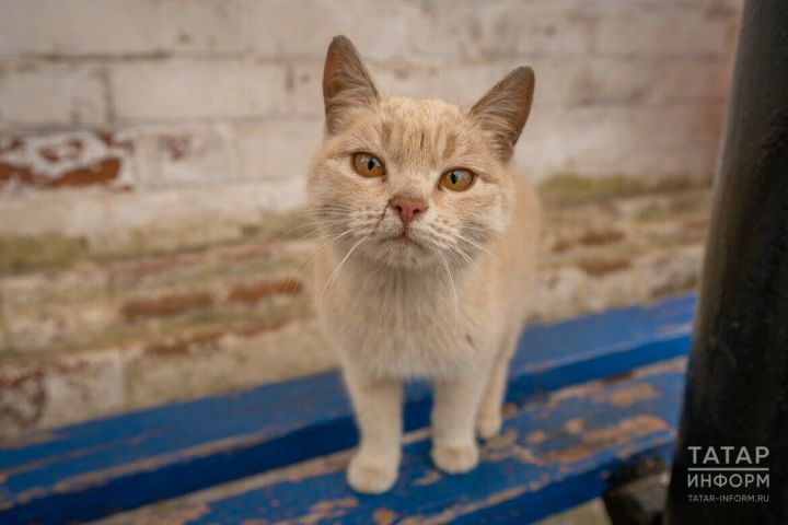 В Татарстане предложили отмечать день котов