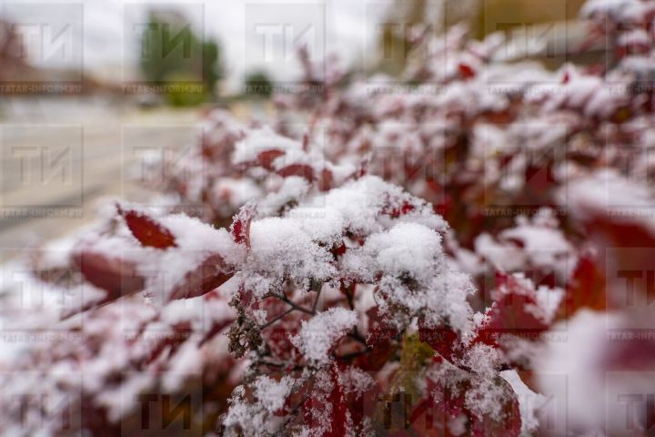 22 ноябрьгә сынамышлар