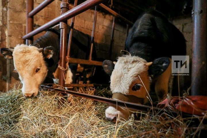 В Татарстане сокращается число крупного рогатого скота