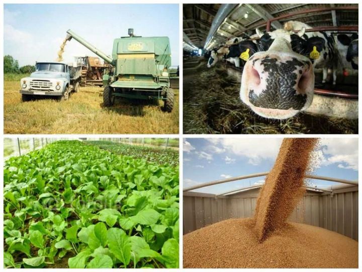 Минсельхозпрод Татарстана объявляет отбор сельскохозяйственных потребительских кооперативов