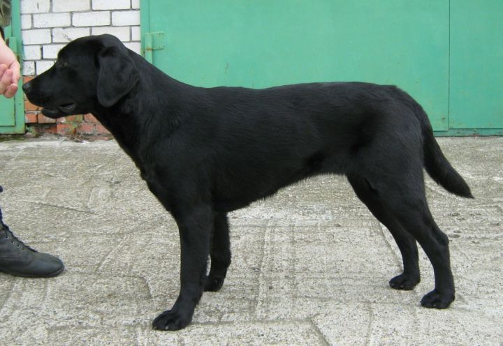 Татарстанский лабрадор – лучшая служебная собака России