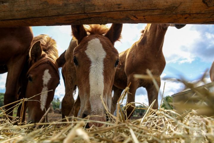 В РТ отмечено снижение поголовья лошадей