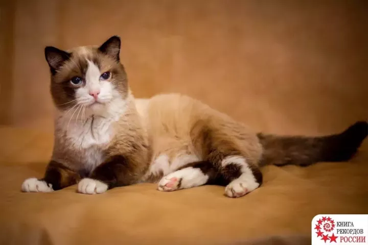 Умер самый старый кот в России
