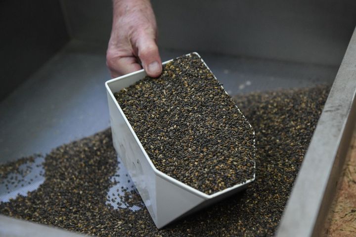 Минлесхоз РТ: в Татарстане подготовлено 472 кг семян хвойных пород