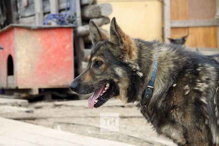 В Оренбурге скончался мальчик после нападения стаи бездомных собак
