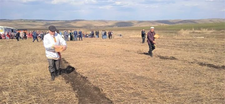 В бавлинских полях состоялся праздник первой борозды
