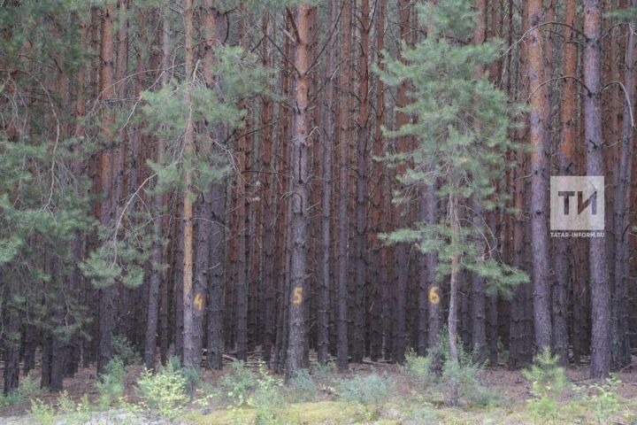 В РТ стартует пожароопасный сезон
