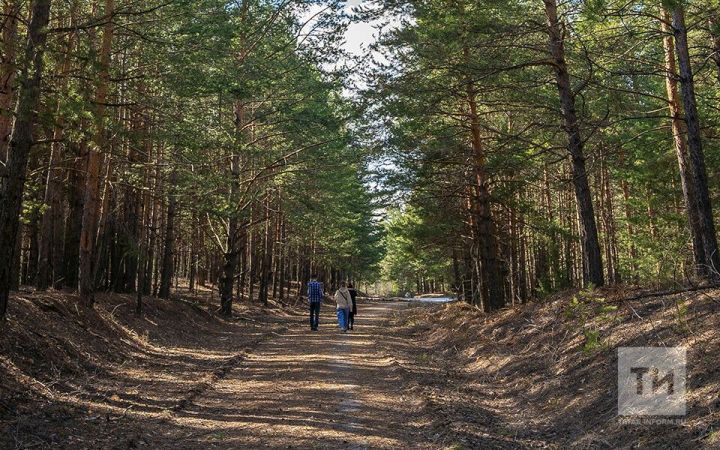 В ряде районов Татарстана ограничат посещение лесов на несколько недель