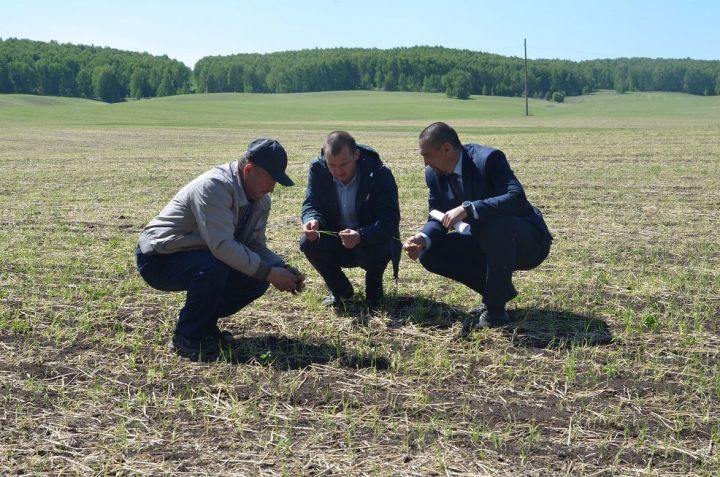 Майские заморозки нанесли ущерб в 19 миллионов рублей хозяйствам Бавлинского района