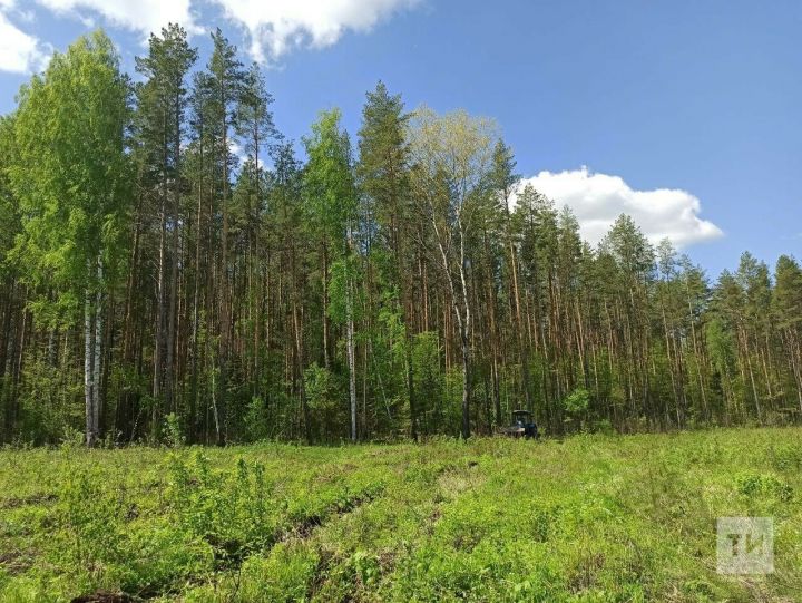 Татарстанские леса ожидает нашествие шелкопрядов