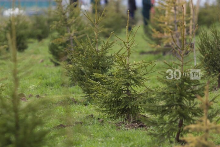 В Татарстане завершен весенний лесокультурный сезон