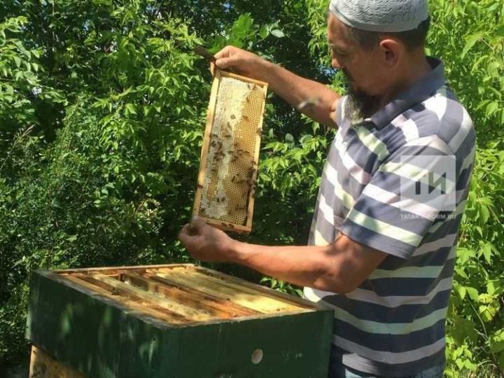 В Татарстане ограничили завоз пчёл с юга из-за нового вида клеща