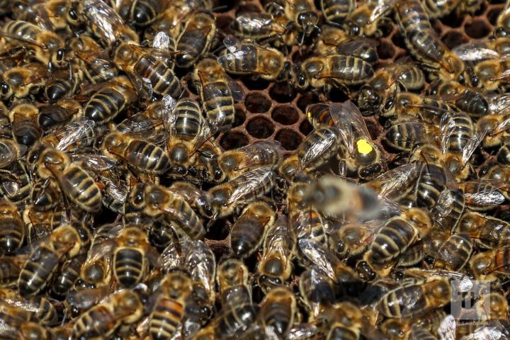 Минсельхозпрод РТ озвучил предпринятые меры по снижению гибели пчёл