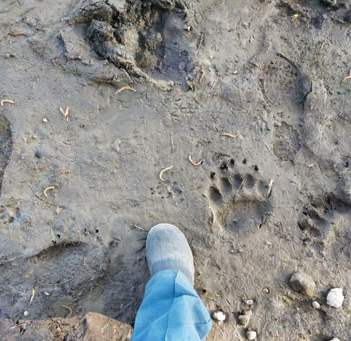 В Татарстане обнаружены следы медведя