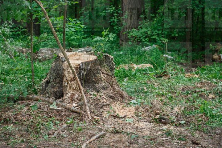В Актюбинском районе РТ выявили факт незаконной вырубки леса