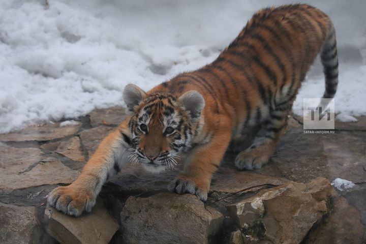 Амурский тигр напал на человека в Хабаровском крае