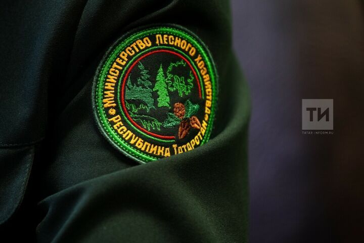 Татарстан вошёл в топ-10 регионов России по эффективности ведения лесного хозяйства