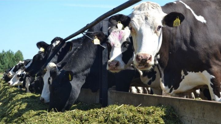 Бавлинские фермеры могут возместить часть затрат на строительство мини-ферм молочного направления