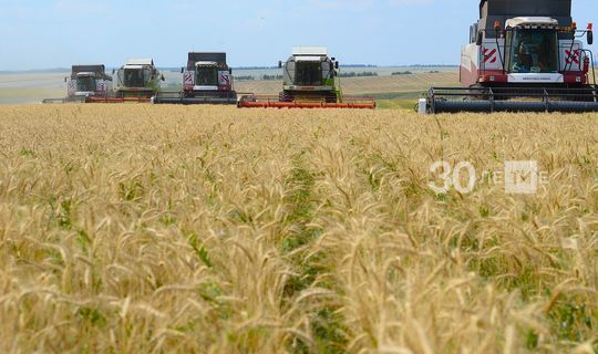 Засуха заставила агрономов Татарстана начать сбор урожая раньше времени