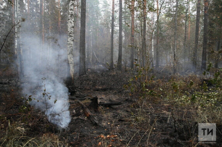 Бавлинцев предупреждают о сильном ветре и высокой пожарной опасности в лесах