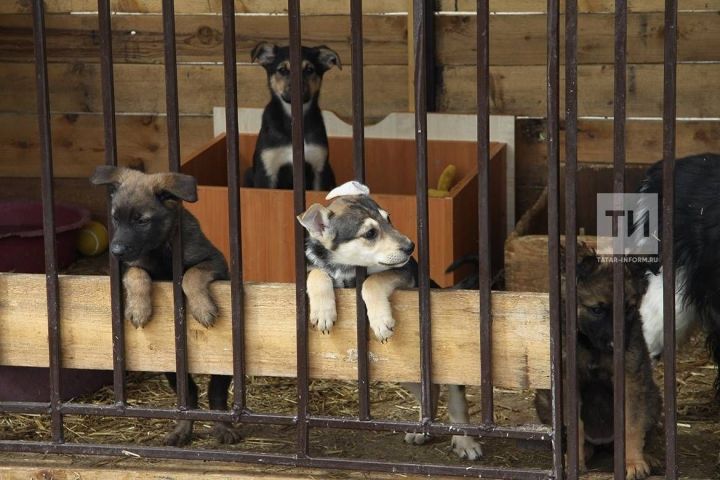 Госдума рассматривает закон об ответственности за жестокое обращение с животными