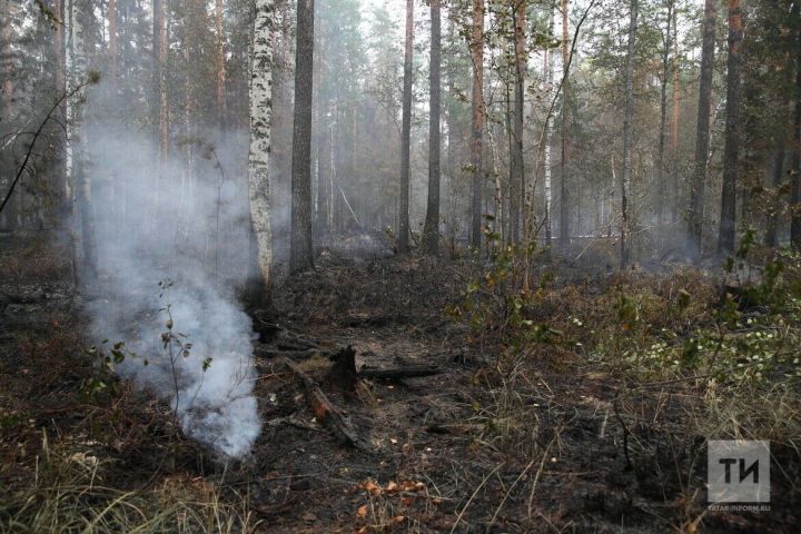 Бавлинцы могут сообщить о лесных пожарах с помощью «Госуслуг»