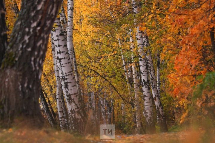 Синоптики: Сентябрь в Татарстане будет сухим и теплым