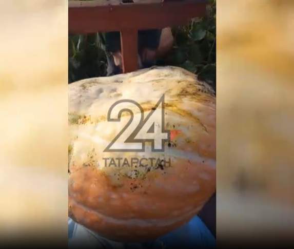 У жительницы Татарстана выросла тыква весом 81 килограмм