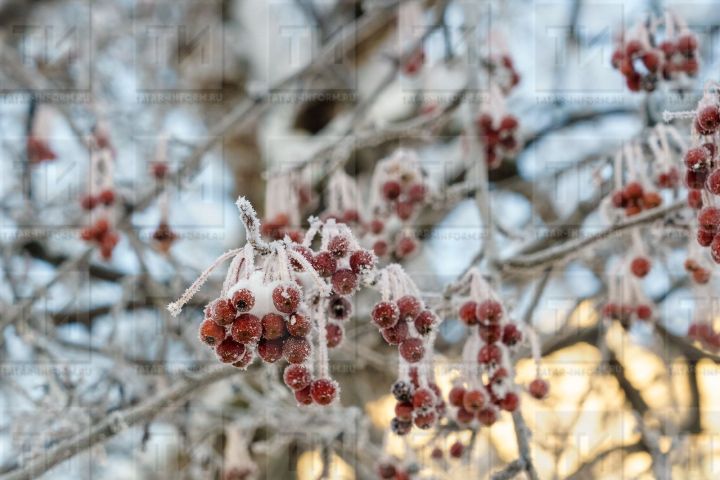 11 гыйнварга сынамышлар