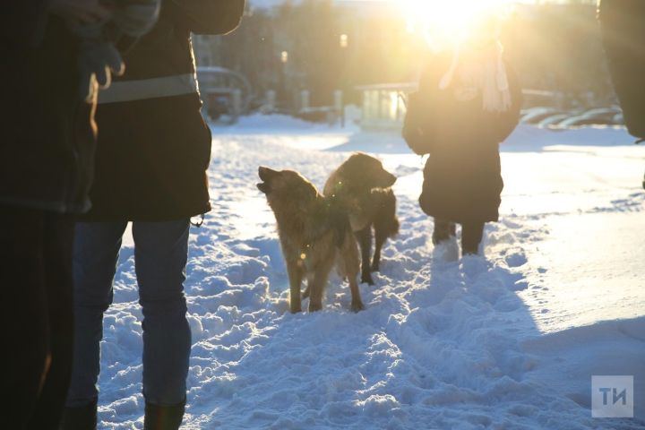 В селе Татарстана произошло массовое отравление собак