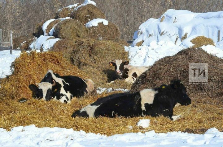 В 27 районах Татарстана наблюдается отрицательная динамика по численности скота