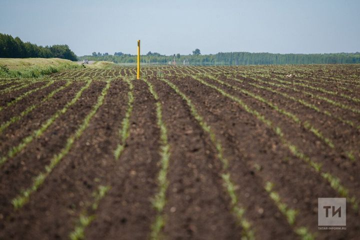 В Бавлинском районе 93 процента озимых в хорошем состоянии