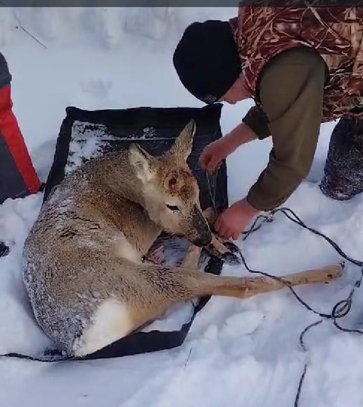 В Бавлинском районе дикая косуля забежала в село