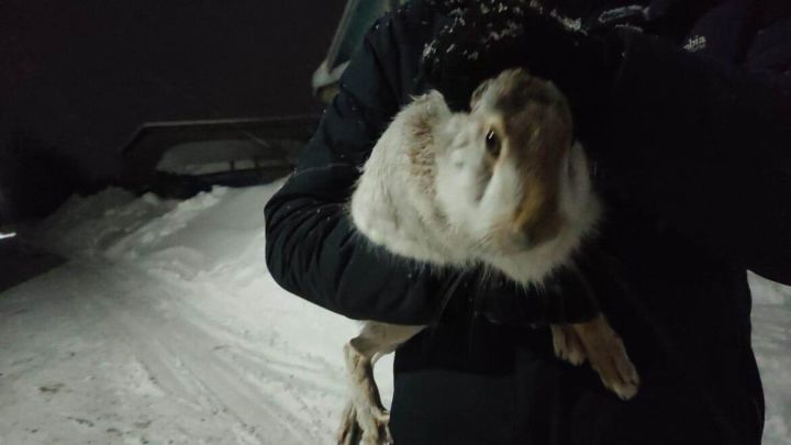 В Татарстане зайца-русака спасли из «заточения»