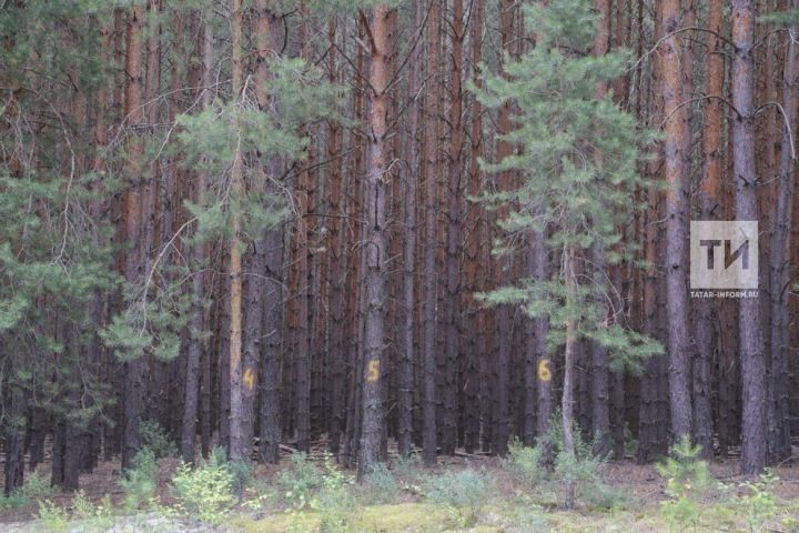 Началась заготовка семян хвойных пород деревьев