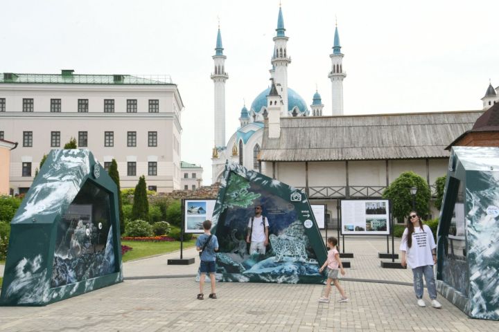 В Казани можно посетить интерактивную уличную выставку «Ирбис. Кошка-невидимка»