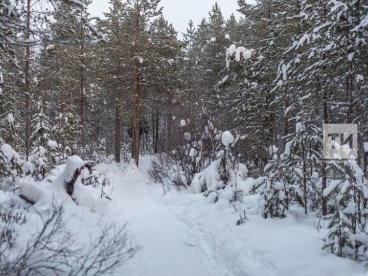 Зимние маршрутные учёты животных стартуют в Татарстане