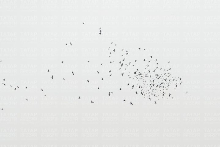 Орнитолог КФУ объяснил, почему перелетные птицы не сбиваются с маршрута