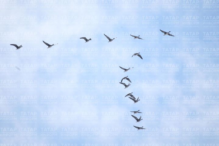 Ученый КФУ рассказал об аномалиях осеннего перелета птиц