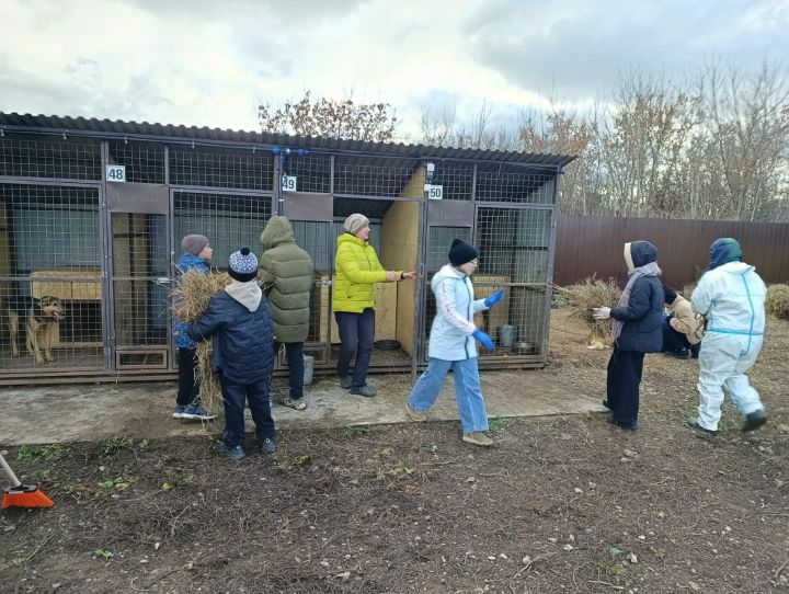 Бавлинцы помогли центру защиты бездомных животных