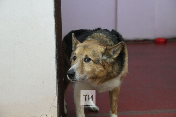 За громкий лай собаки в квартире ее владельца могут привлечь к ответственности – юрист