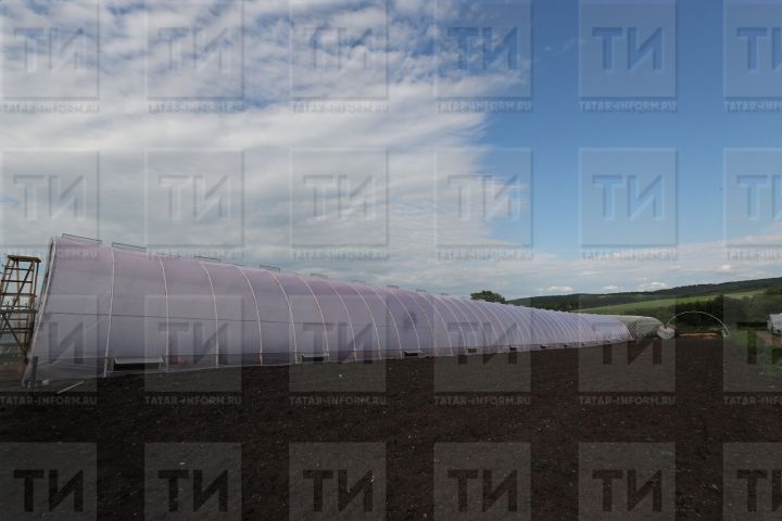 Теплицада мүк барлыкка килмәсен өчен нишләргә?