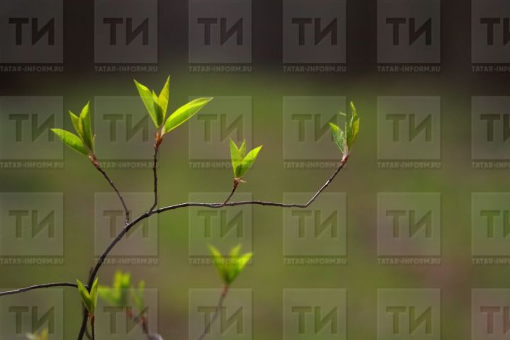 26 апрельгә сынамышлар