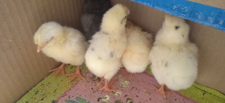 Яз – чебиләр үстерер вакыт