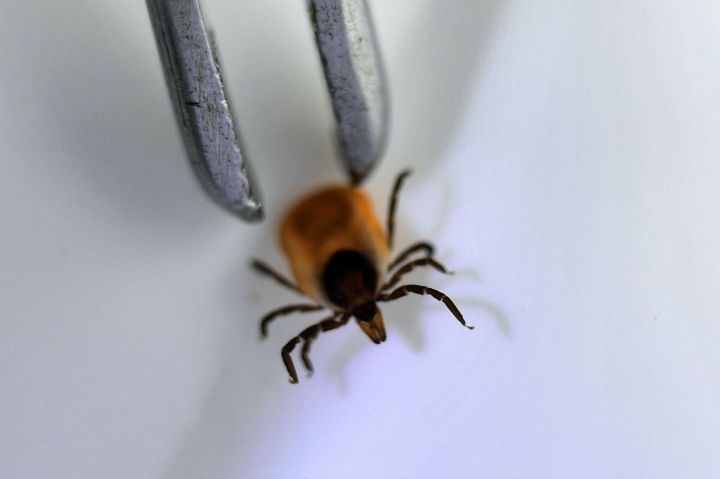 В сентябре в Татарстане ожидается пик сезона клещей